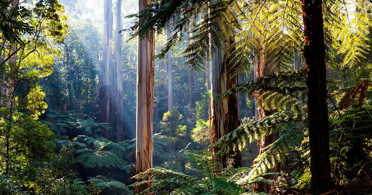 Australian Woods and Nature